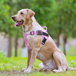 The Ultimate Adventure Companion: Dog Vest Chest Strap Leash