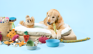 Choosing the Best Toys for Pets