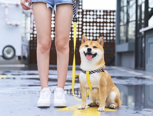 ISPET dog chest strap