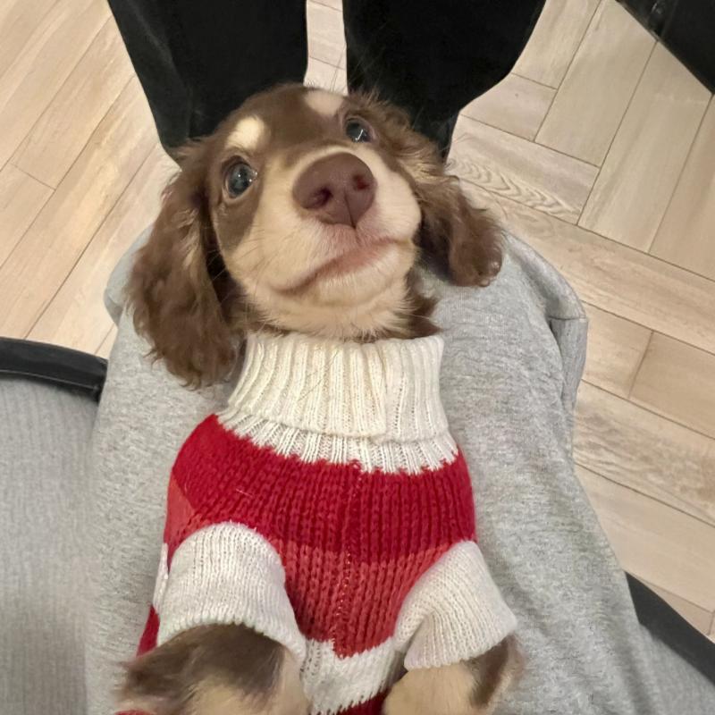 Sausage Dog Clothes Small Dog