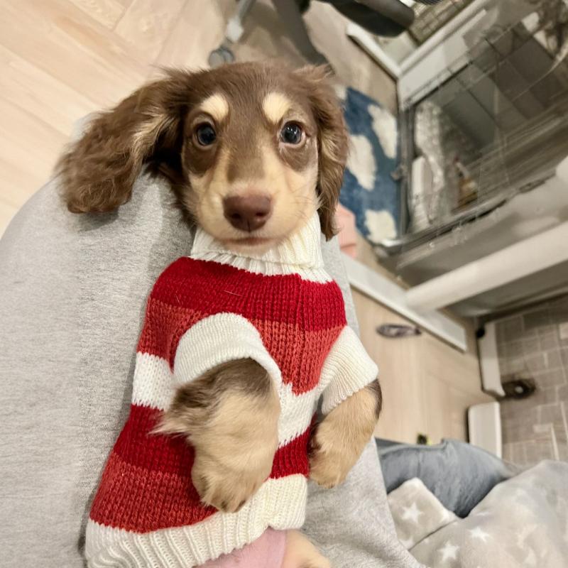 Sausage Dog Clothes Small Dog